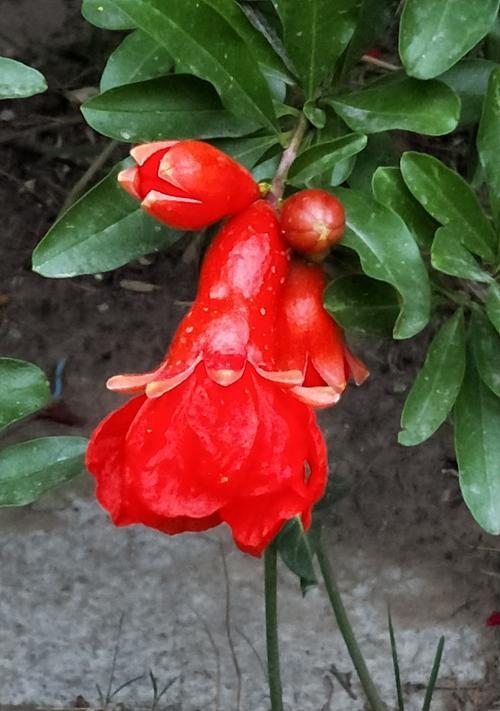 石榴花开放的美丽与寓意（寓意丰收与繁荣，石榴花盛开的魅力）