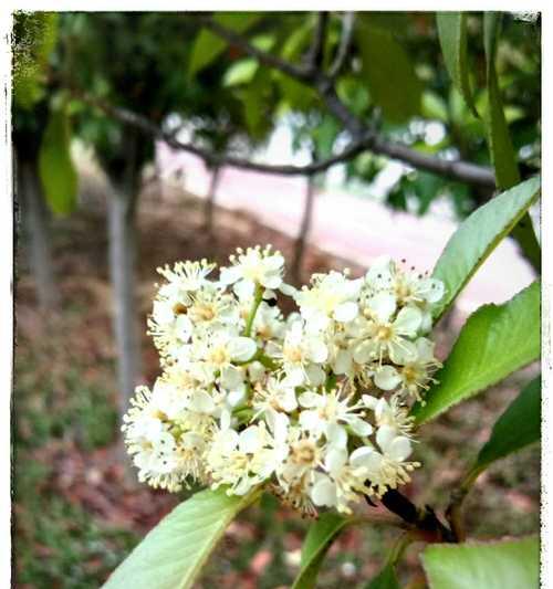 石楠花的花语与意义（探寻石楠花的神秘花语）