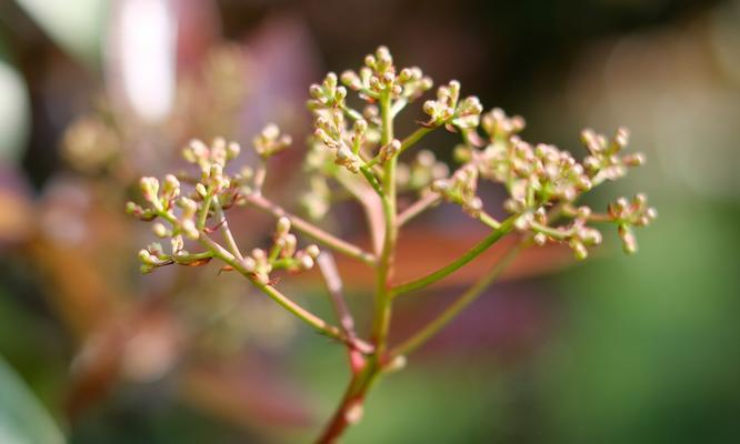 石楠花的花语与意义（探寻石楠花的神秘花语）