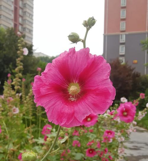 蜀葵花的传说与花语（草原上的神秘之花）