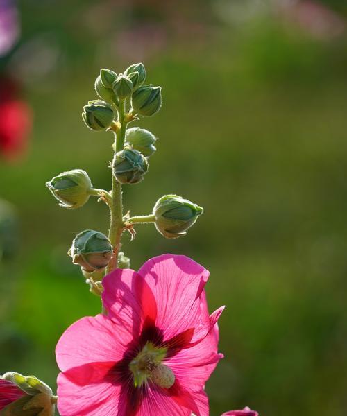 蜀葵花语（揭示蜀葵花语，感受生命的美好）