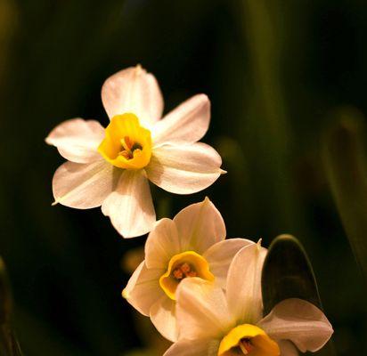 水仙花的象征意义与美丽之源（探寻水仙花的文化内涵与人们对其情感的表达）