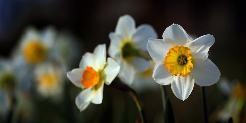 探索水仙花的花语和象征意义（传递真爱与勇气的花朵——水仙花）