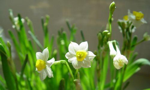 水仙花的花语与意义（水仙花的美丽与深远寓意）