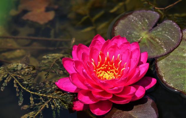 睡莲的花语及其象征意义（解读睡莲的深层寓意，探寻自然之美）