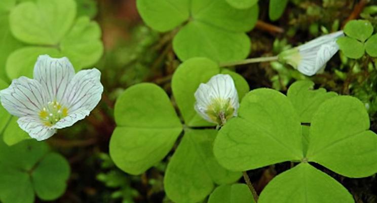 四叶草与爱情的寓意（四叶草的象征意义及其在爱情中的运用）