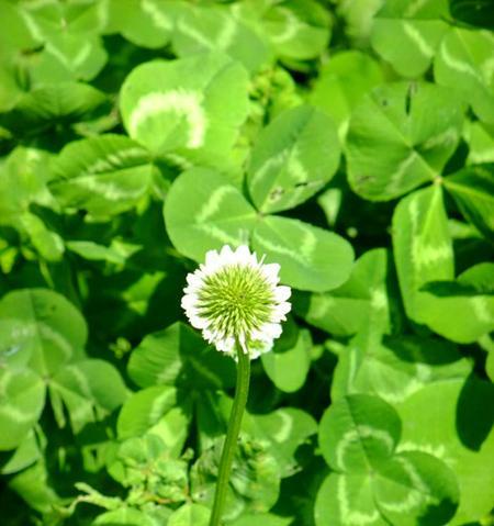 四叶草的花语与寓意（探究四叶草的吉祥之意，传承幸运的神话传说）