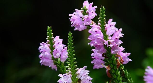 随意草的花语及其象征的美好意义（探索随意草背后的花语，品味自由和纯真）