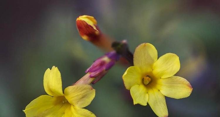 迎春花开放时间（春意盎然，万象更新）