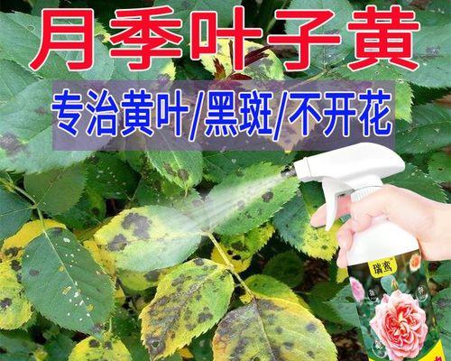 玫瑰叶子上长黑斑怎么办？（诊断、预防和治疗黑斑病的有效方法）