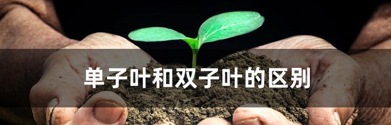 双子叶植物和单子叶植物的差异（探究双叶植物与单叶植物的生命特征）