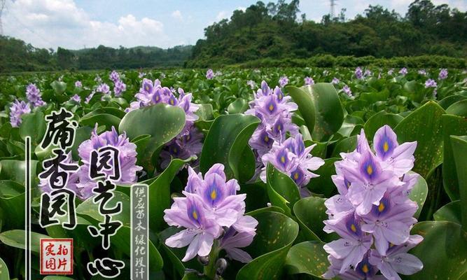 室内水生植物的魅力（打造绿色家居，让生活更有品质）