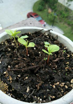 如何种植美丽的凤仙花（凤仙花的种植技巧与注意事项）