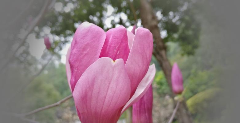 粉色玉兰花（探秘粉色玉兰花的花语与美丽）