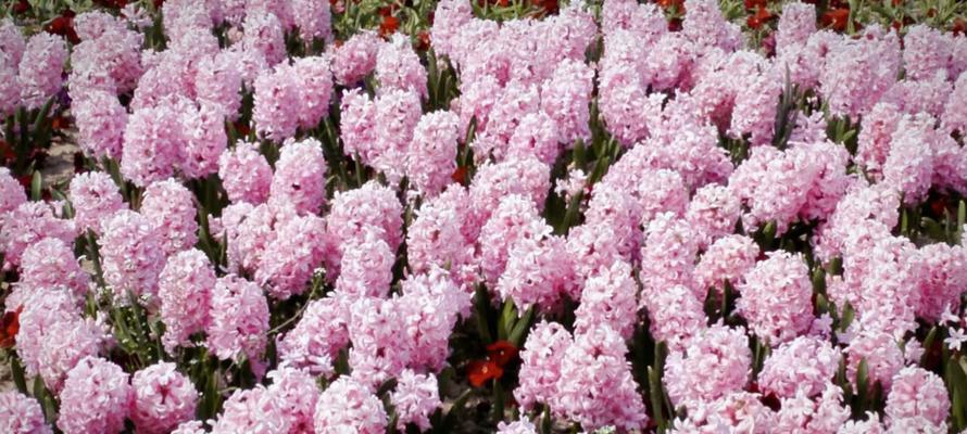 风信子鲜花花语之美丽与祝福（探寻风信子鲜花的花语之意，感受花海中的神秘力量）