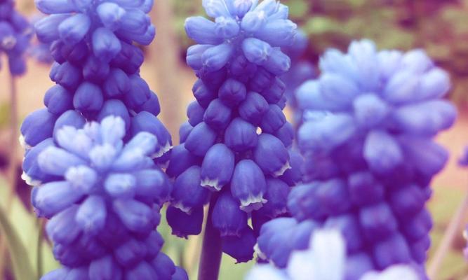 风信子鲜花花语之美丽与祝福（探寻风信子鲜花的花语之意，感受花海中的神秘力量）