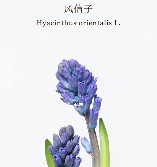 风信子花语的含义（揭示风信子的神秘符号和象征意义）