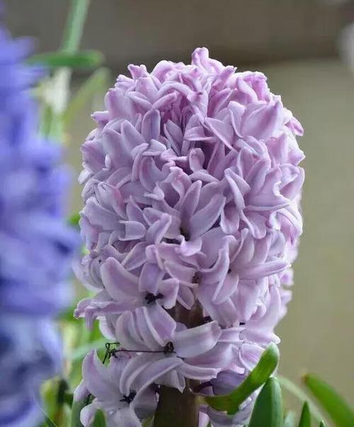 风信子的花语与寓意（探索风信子花语世界，解读各色风信子的独特之处）