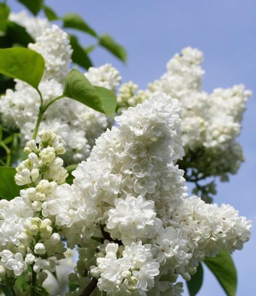 丁香花的花语之美（芬芳舒缓心灵的丁香花，代表着爱情和希望）