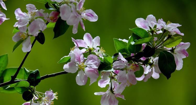 海棠花花语之美丽与坚韧（探寻海棠花的内涵与象征意义）