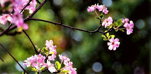 海棠花花语之美丽与坚韧（探寻海棠花的内涵与象征意义）