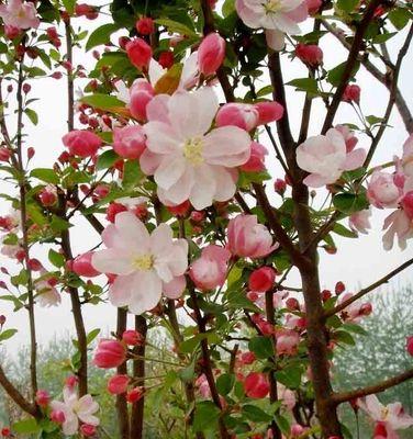 海棠花花语之美丽与坚韧（探寻海棠花的内涵与象征意义）