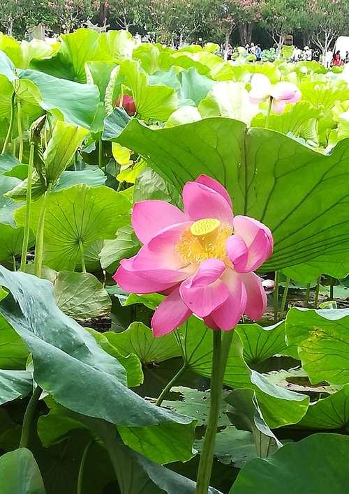 荷花的花语与意义（荷花之美与人生启示）