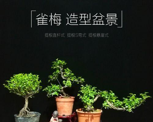 “盆景修剪的艺术——雀梅”（打造优美树形，赏心悦目之美）