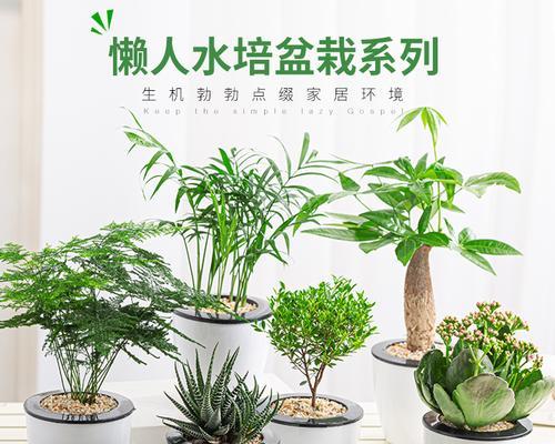 室内花卉植物养护秘籍（打造清新室内氛围，让花草陪你过冬）