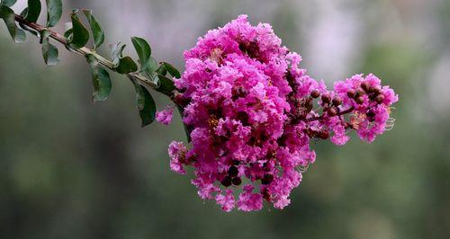 安阳市花紫薇花的象征意义（赏析安阳市花紫薇花的美丽与内涵）