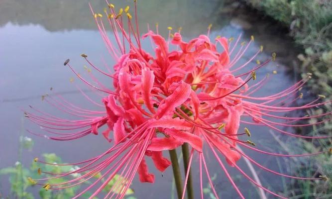 白彼岸花的象征意义与启示（探索白彼岸花的寓意和美学价值）