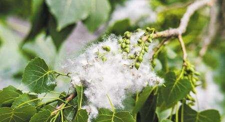 白杨树开花之美（白杨树花开如雪，寓意美丽绽放）