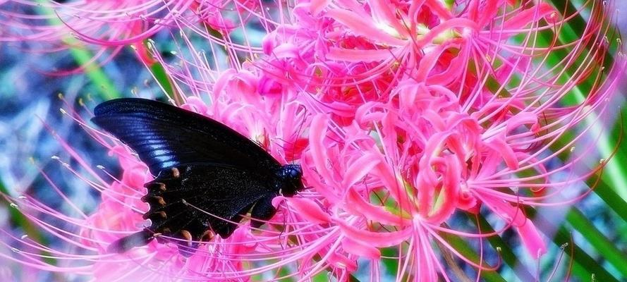 彼岸花的花语与寓意（探秘彼岸花的神秘花语，解读它所蕴含的深刻寓意）