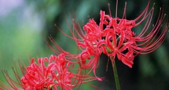 彼岸花的花语与寓意（探秘彼岸花的神秘花语，解读它所蕴含的深刻寓意）