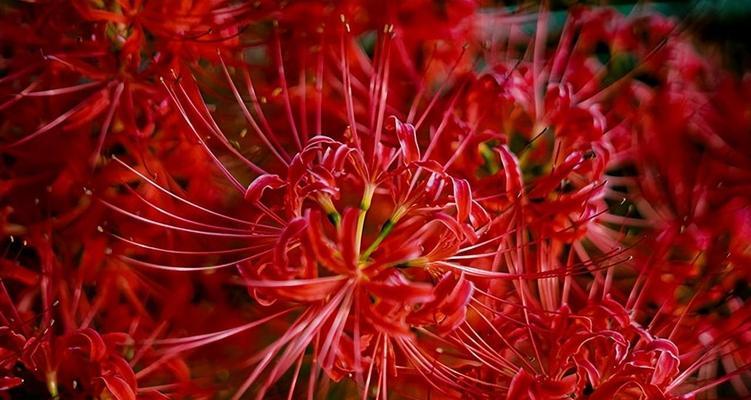 探寻彼岸花的花语之秘（绚烂多彩的彼岸花花语，解读自然的奥秘）