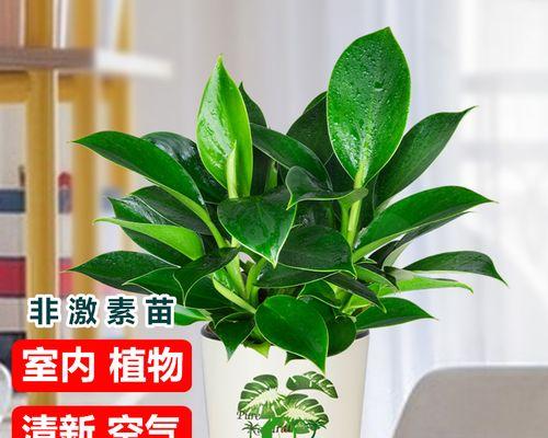 万年青植物怎么养殖（花卉万年青的养殖方法）