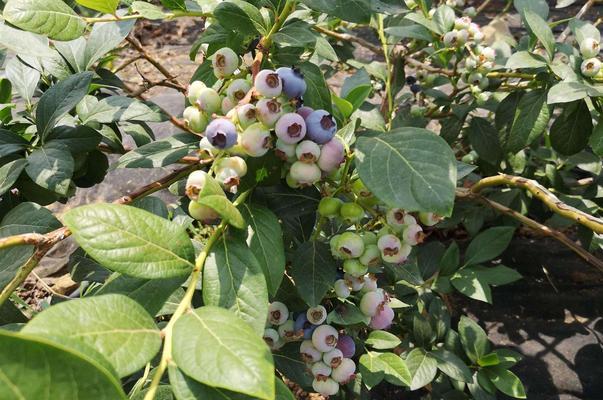 蓝莓如何种植（蓝莓种植方法和技巧）