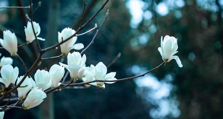 白玉兰的花语与意义（传递优雅与纯洁的花语）