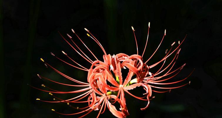 彼岸花（触摸花海中的奇迹——彼岸花的花语和象征意义）