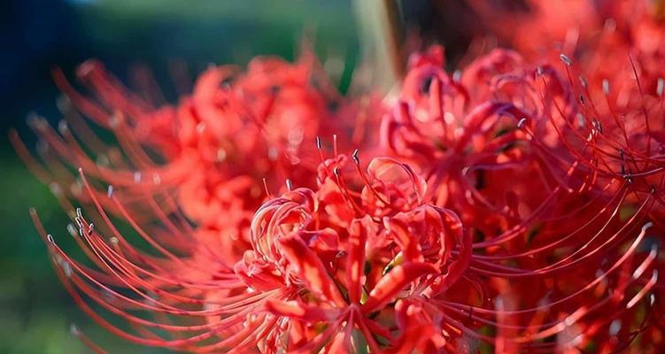 彼岸花（触摸花海中的奇迹——彼岸花的花语和象征意义）