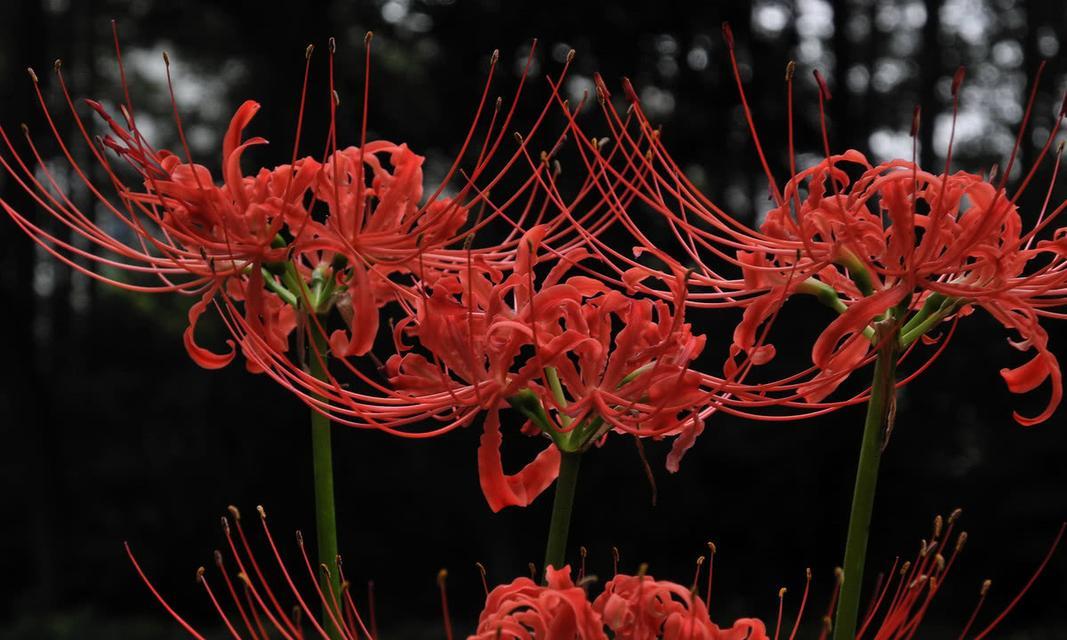 彼岸花（触摸花海中的奇迹——彼岸花的花语和象征意义）