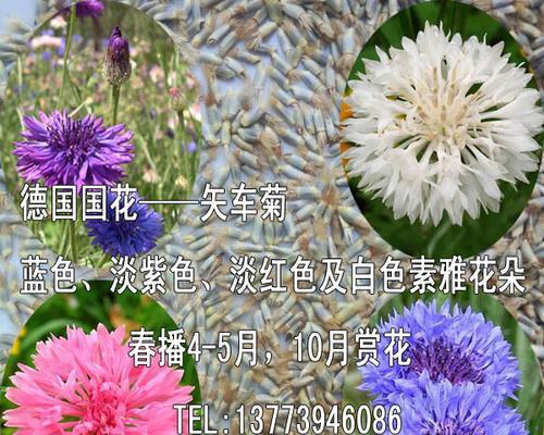 五彩斑斓的矢车菊（探寻矢车菊花朵不同颜色的意义与象征）