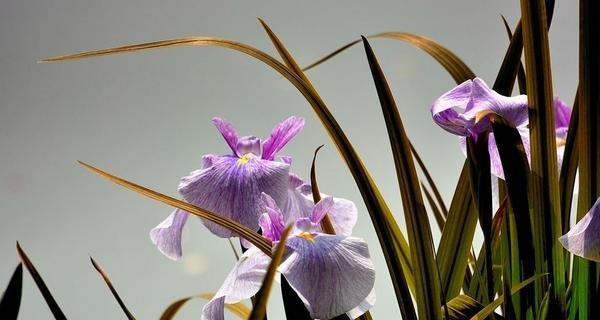 菖蒲花的文化背景——雅致与神秘（揭秘菖蒲花的历史渊源与花语）