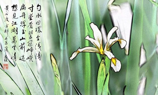 菖蒲花的文化背景——雅致与神秘（揭秘菖蒲花的历史渊源与花语）