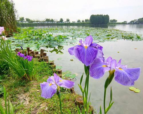 菖蒲花的花语与寓意（浓情菖蒲）