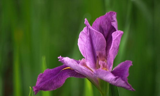 菖蒲花的花语与寓意（浓情菖蒲）