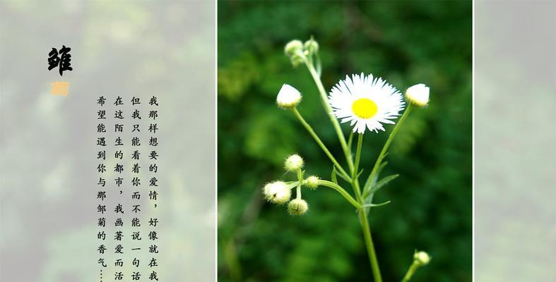 不同颜色雏菊的花语（领悟花开时刻的暗语）