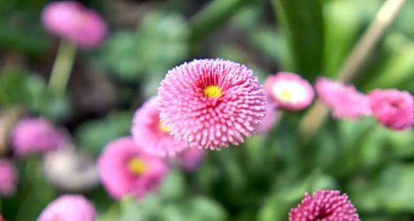 雏菊的花语之美（揭秘雏菊花的色彩与含义）