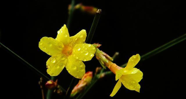 春天花开，绽放生机（迎接春天的花海盛宴）