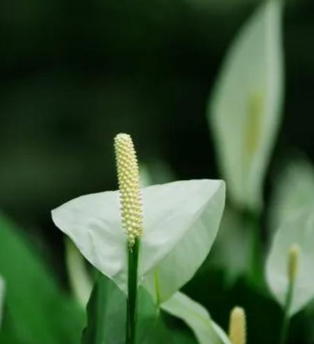 友谊之花（传递友谊的芬芳与温暖）